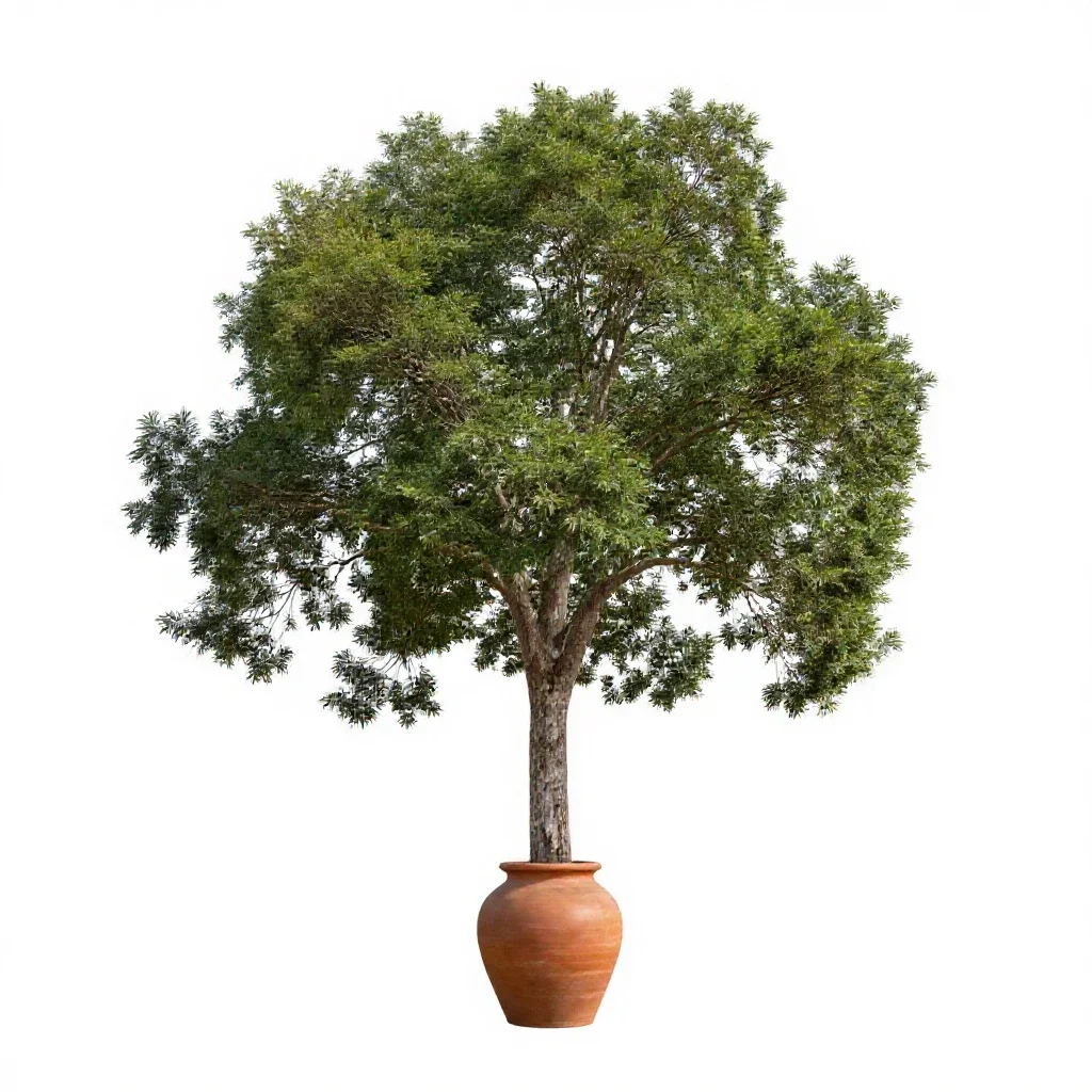 Spotted gum isolated on a white background