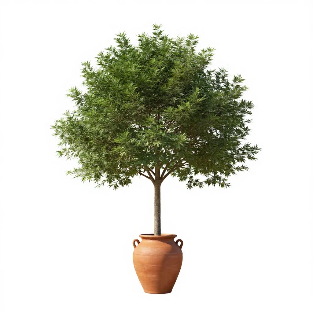 Tolu tree isolated on a white background