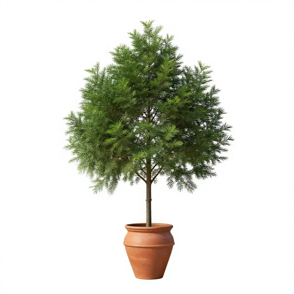 Western red cedar isolated on a white background