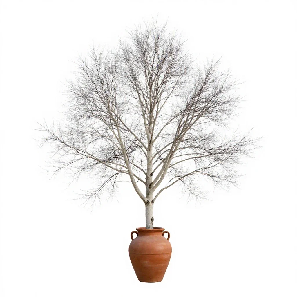 White alder isolated on a white background