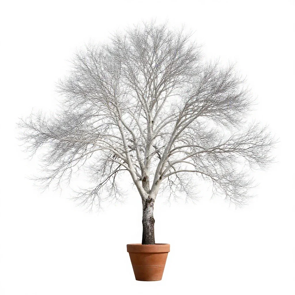 White mountain ash isolated on a white background