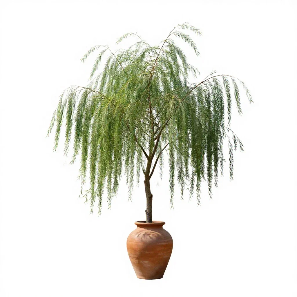 Willow oak isolated on a white background