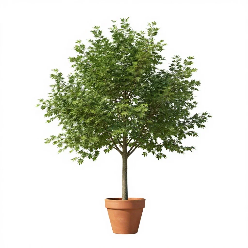Witch elm isolated on a white background