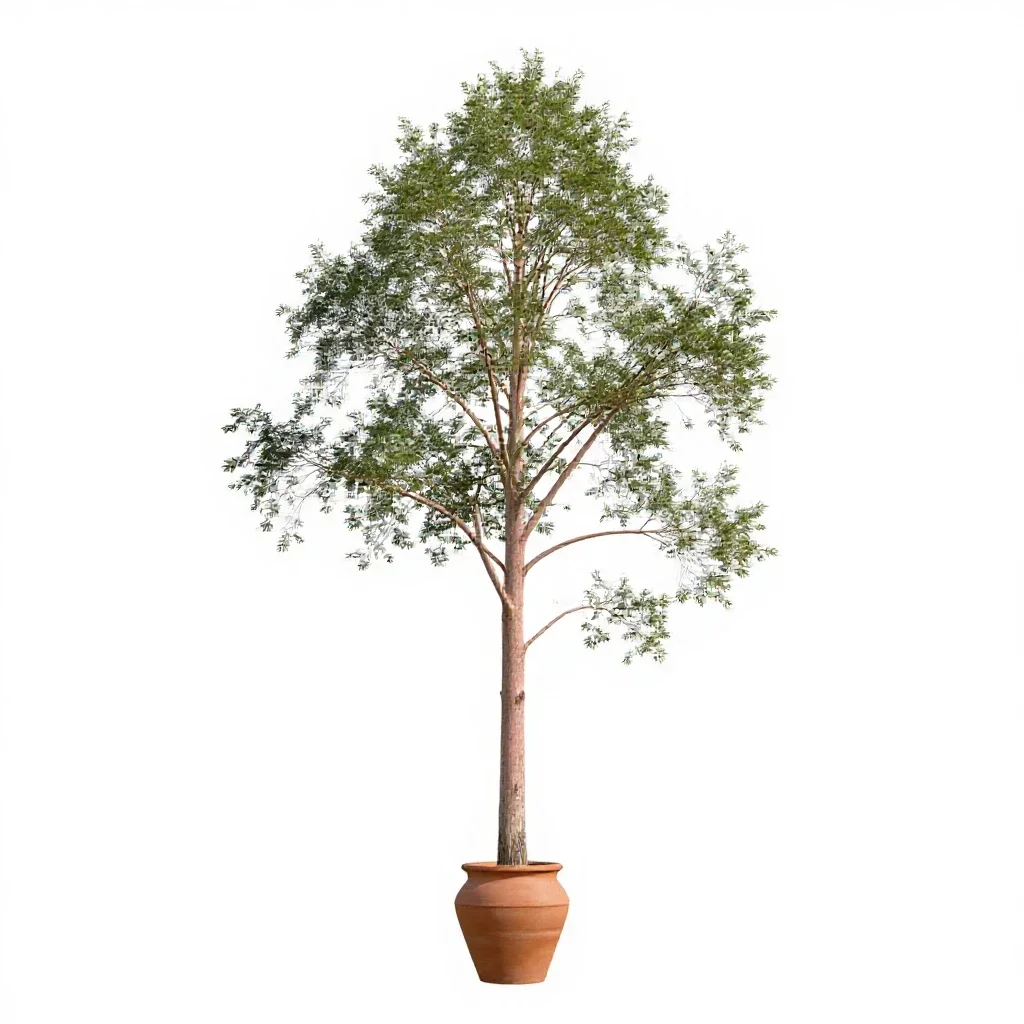 Alpine ash isolated on a white background