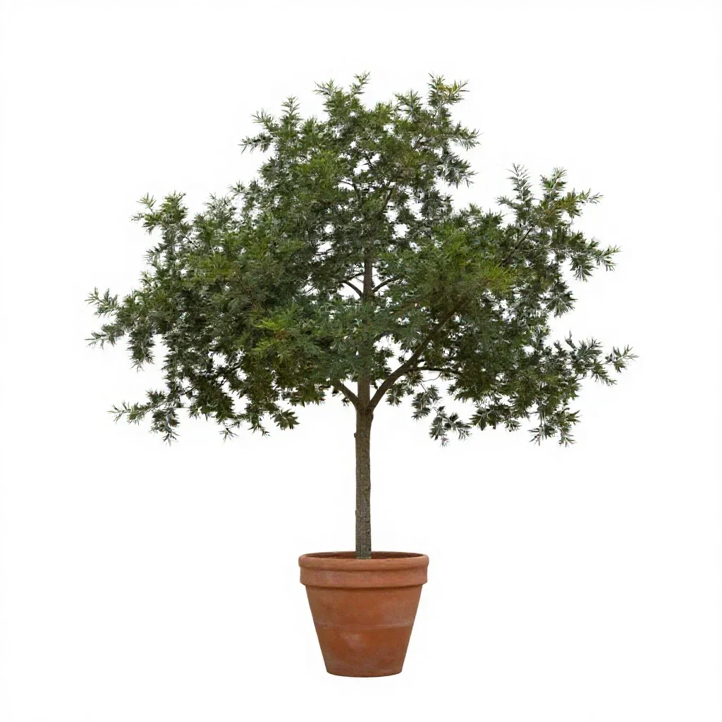 Interior live oak isolated on a white background