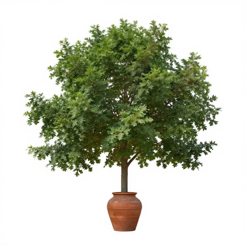 Overcup oak isolated on a white background