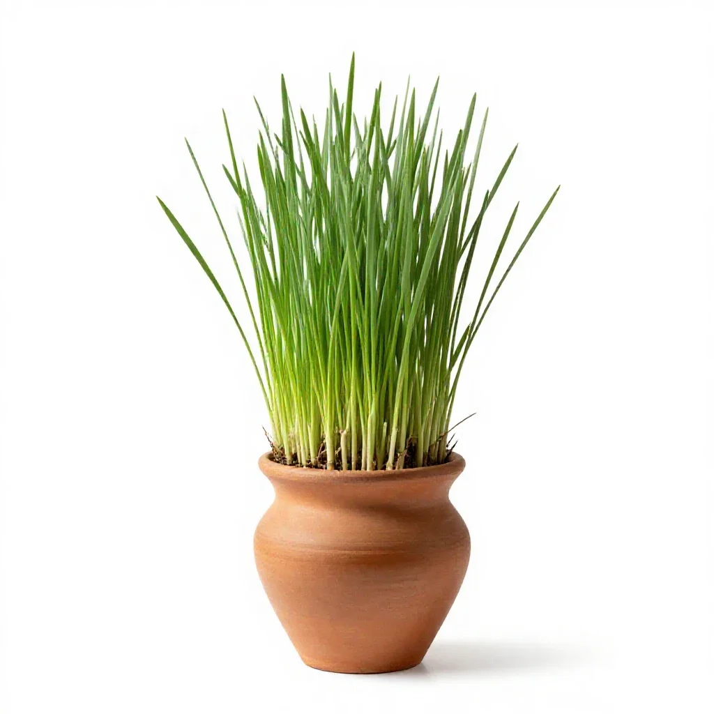 Barley grass isolated on a white background