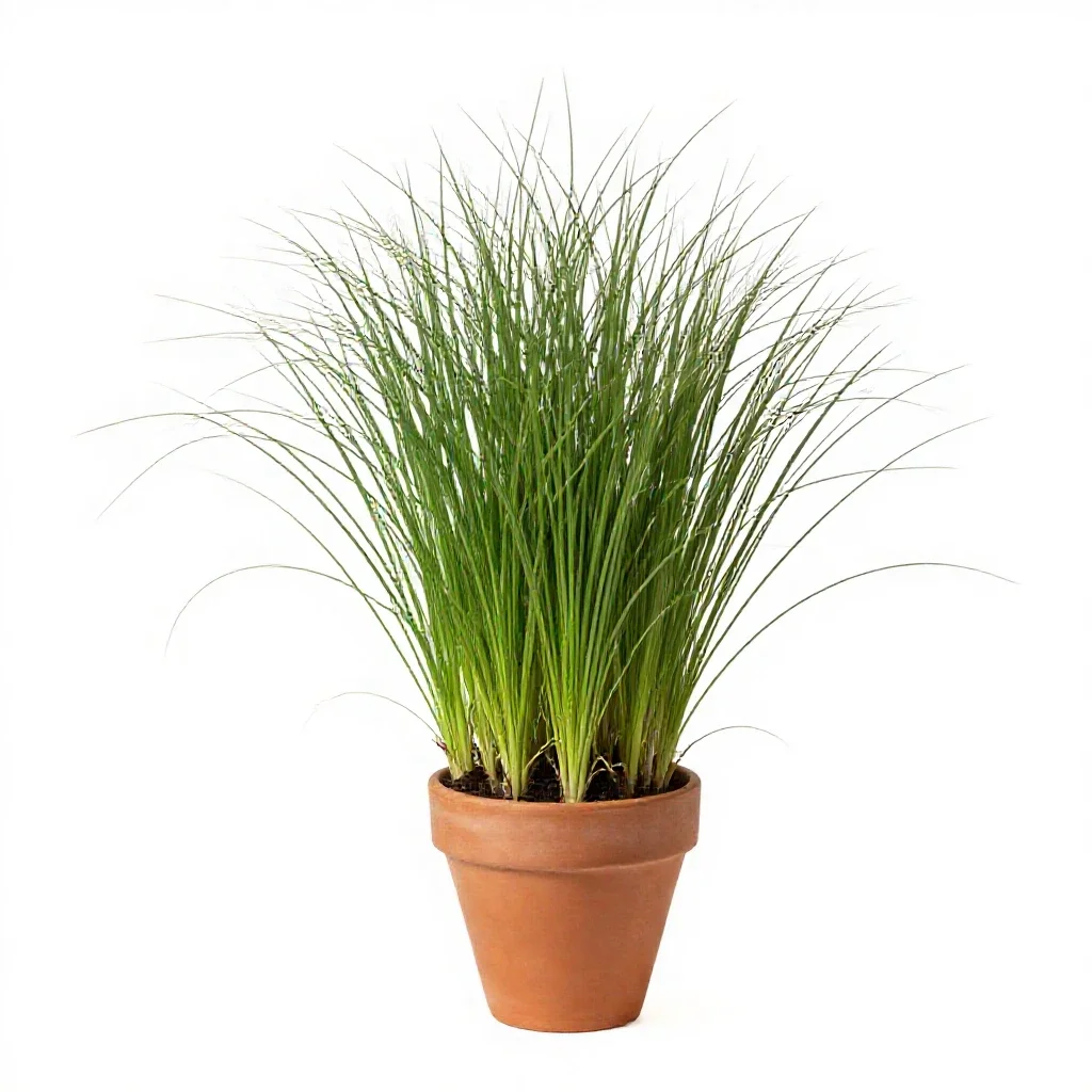 Barnyard grass isolated on a white background