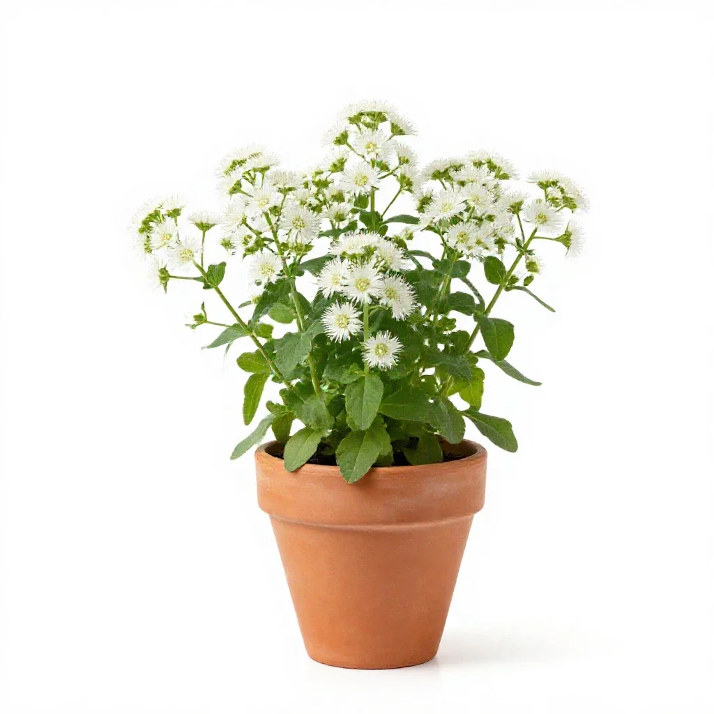 Bastard feverfew isolated on a white background