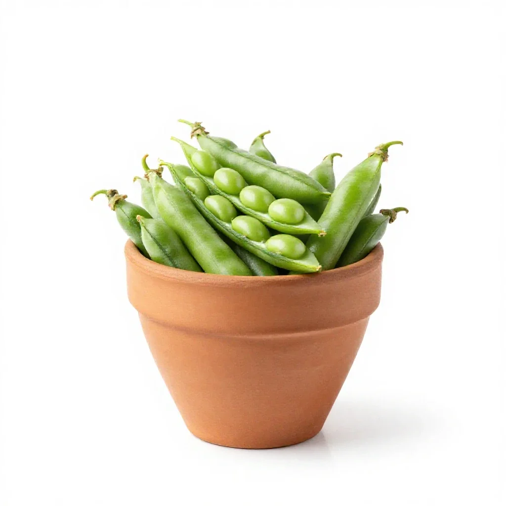 Beach pea isolated on a white background
