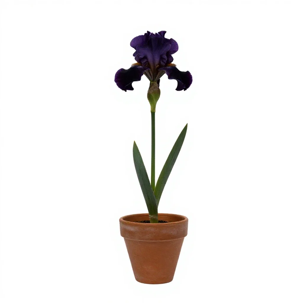 Bearded iris isolated on a white background