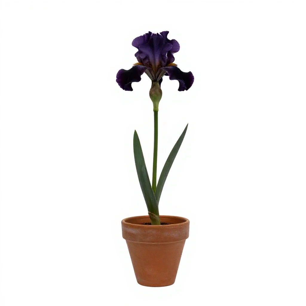 Beardless iris isolated on a white background