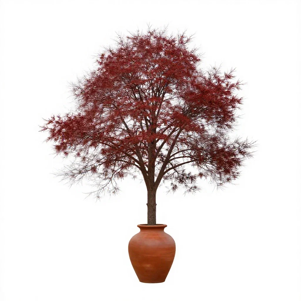 Beefwood isolated on a white background