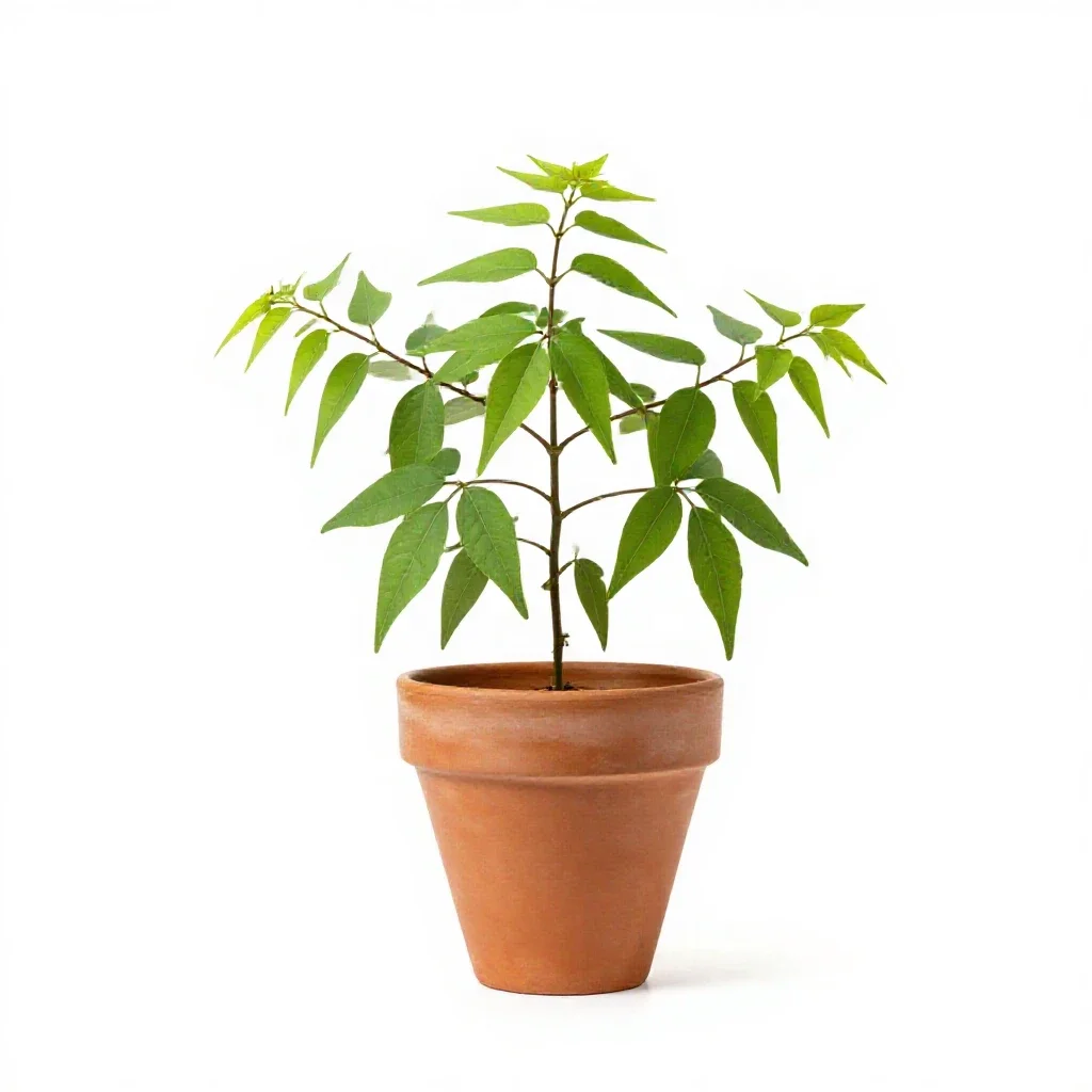 Beggarweed isolated on a white background
