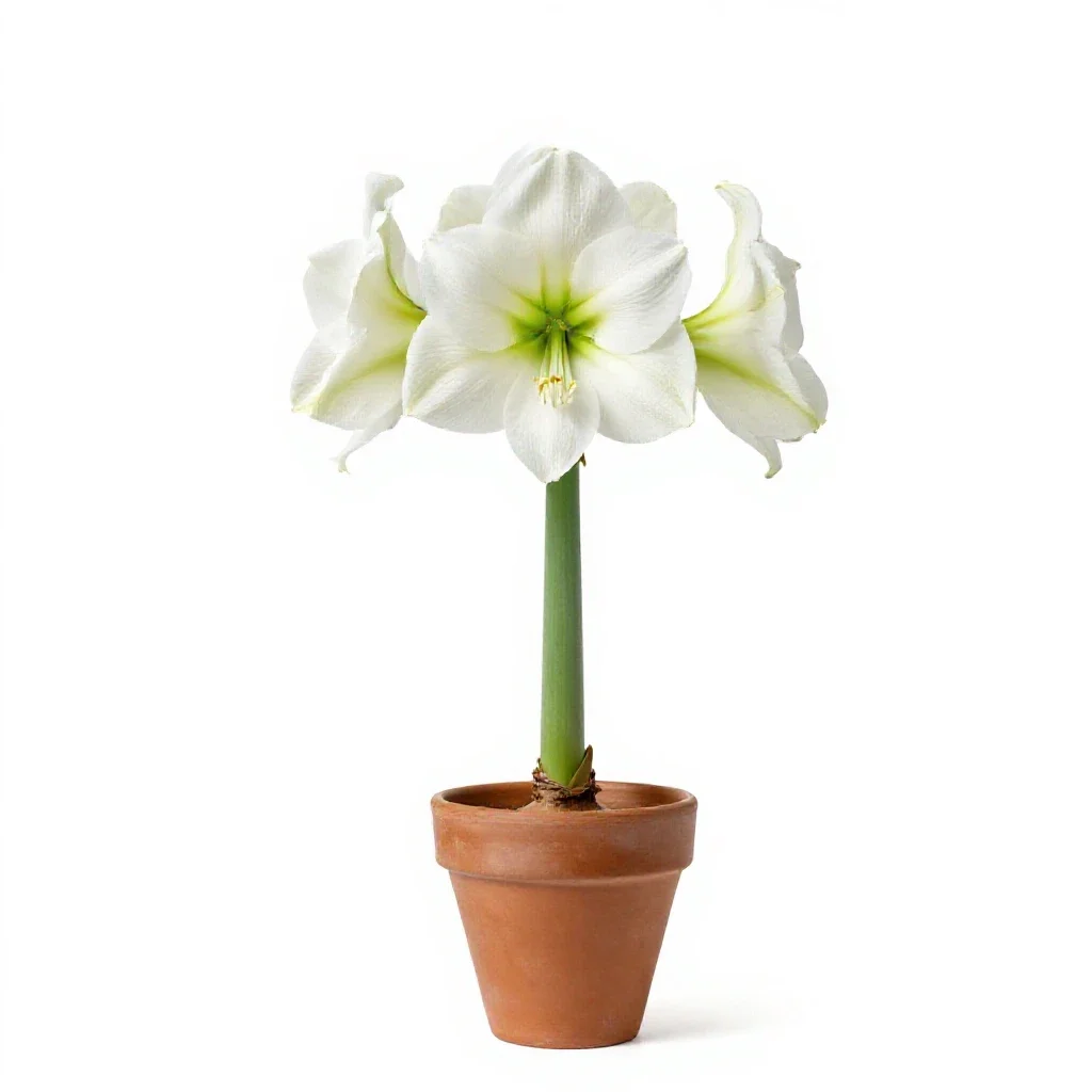 Belladonna lily isolated on a white background