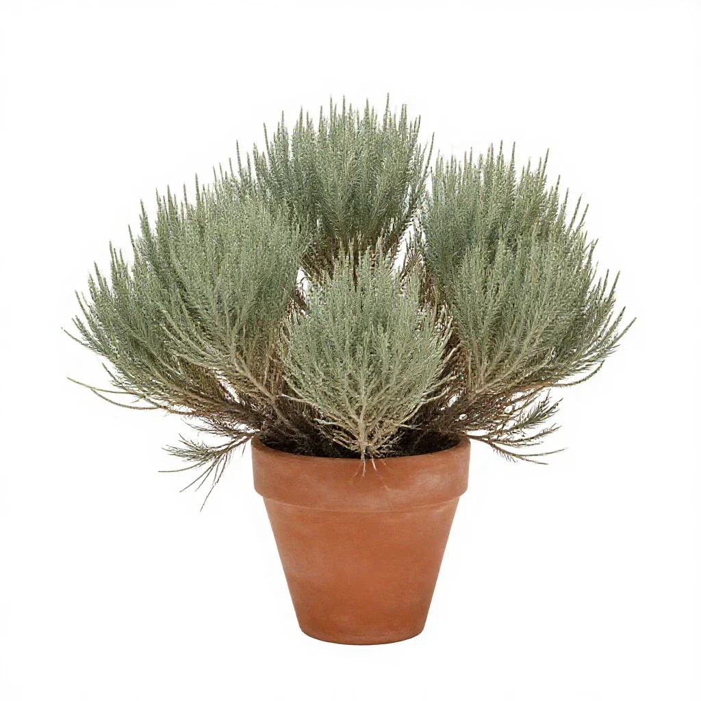 Big sagebrush isolated on a white background