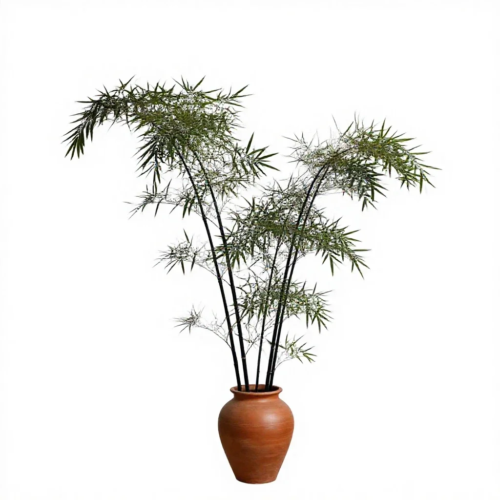 Black bamboo isolated on a white background