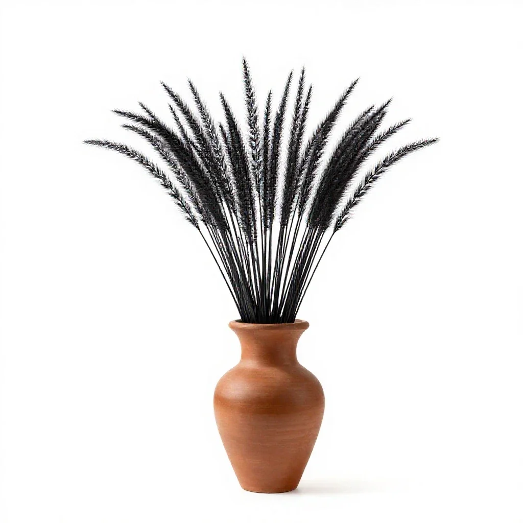 Black grama isolated on a white background