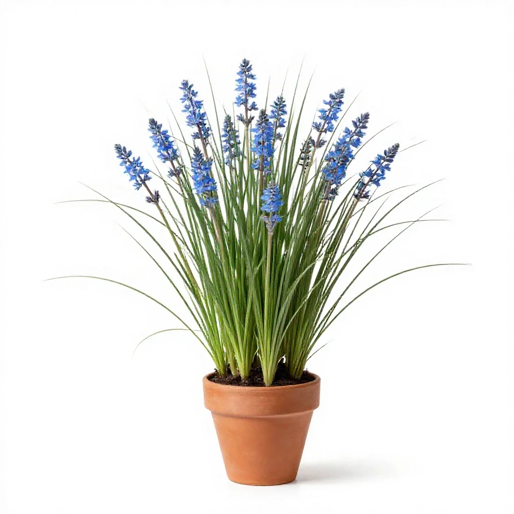 Blue-eyed grass isolated on a white background
