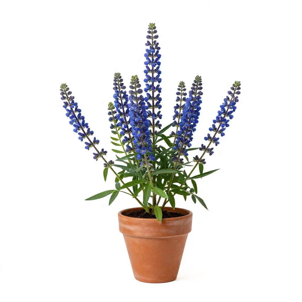 Blue false indigo isolated on a white background