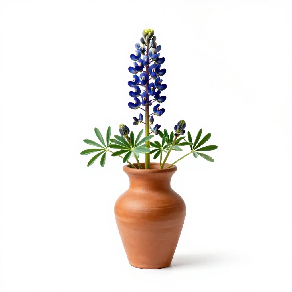 Bluebonnet isolated on a white background