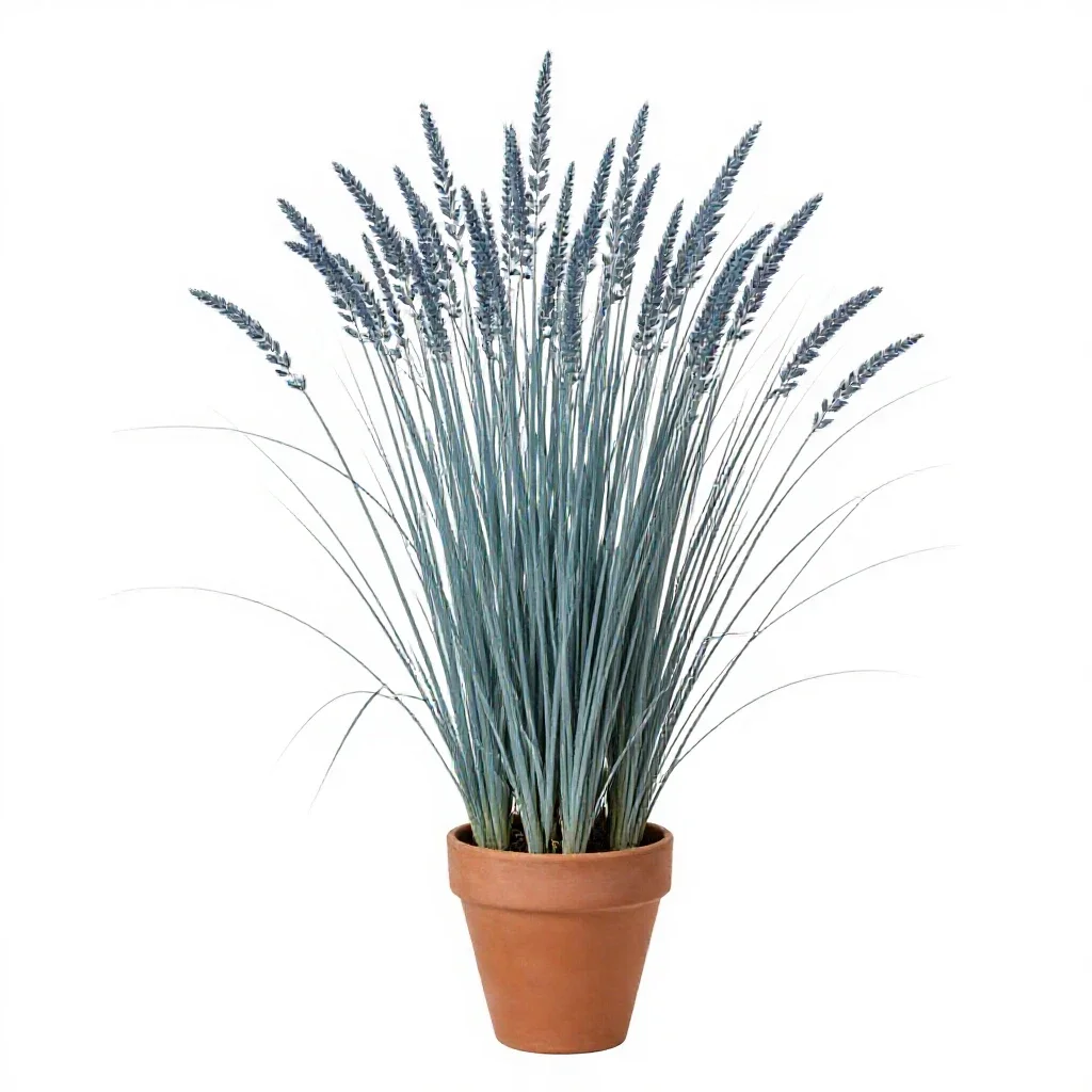 Bluestem isolated on a white background