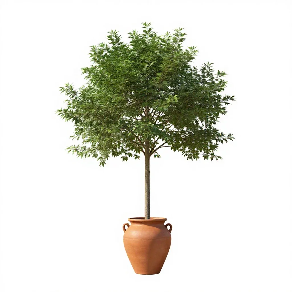 Boojum tree isolated on a white background