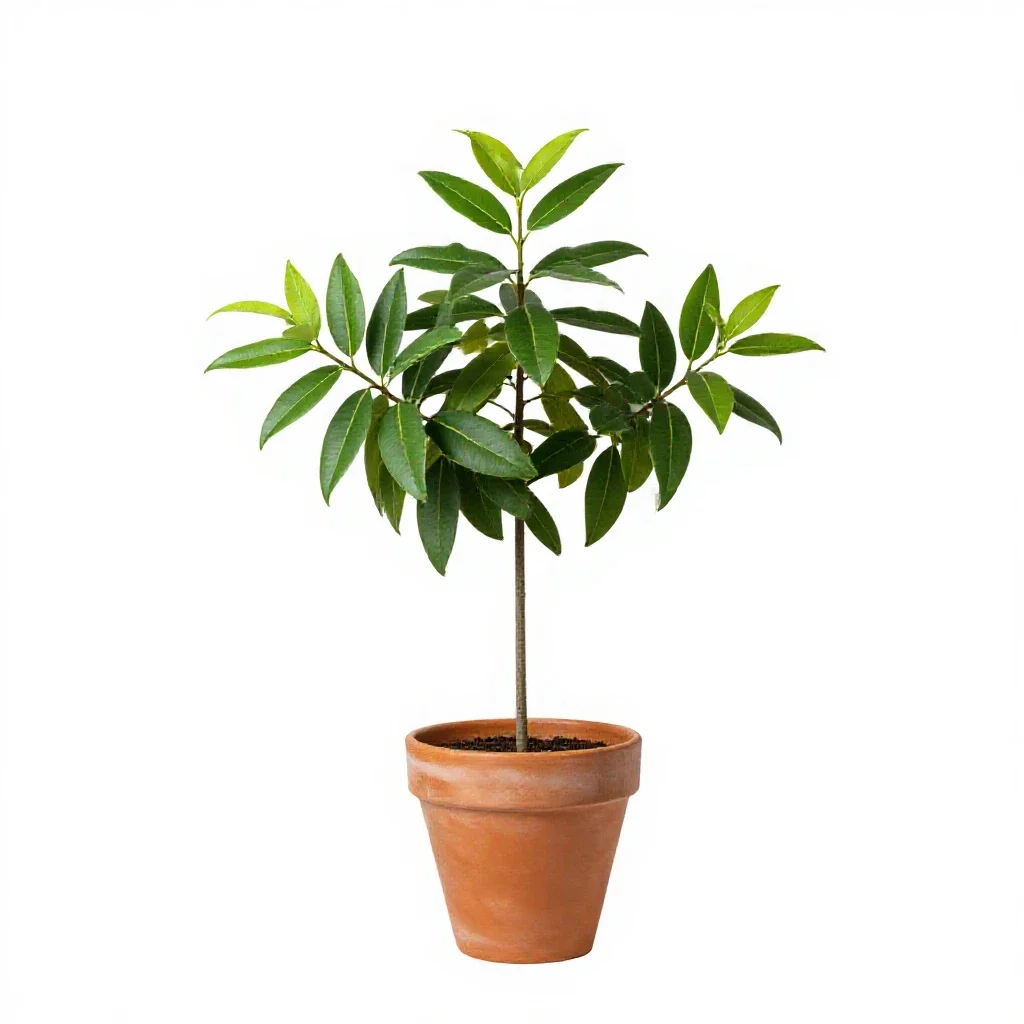 Bower actinidia isolated on a white background