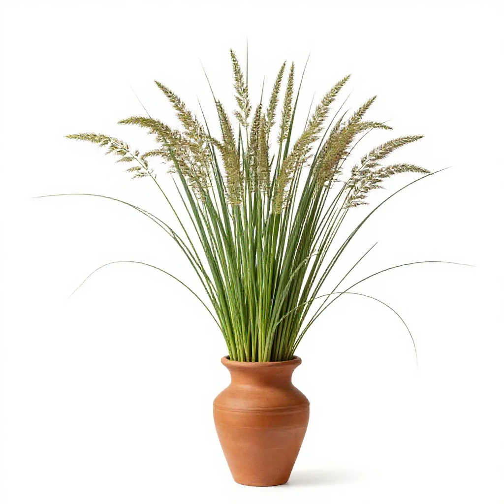 Brome isolated on a white background