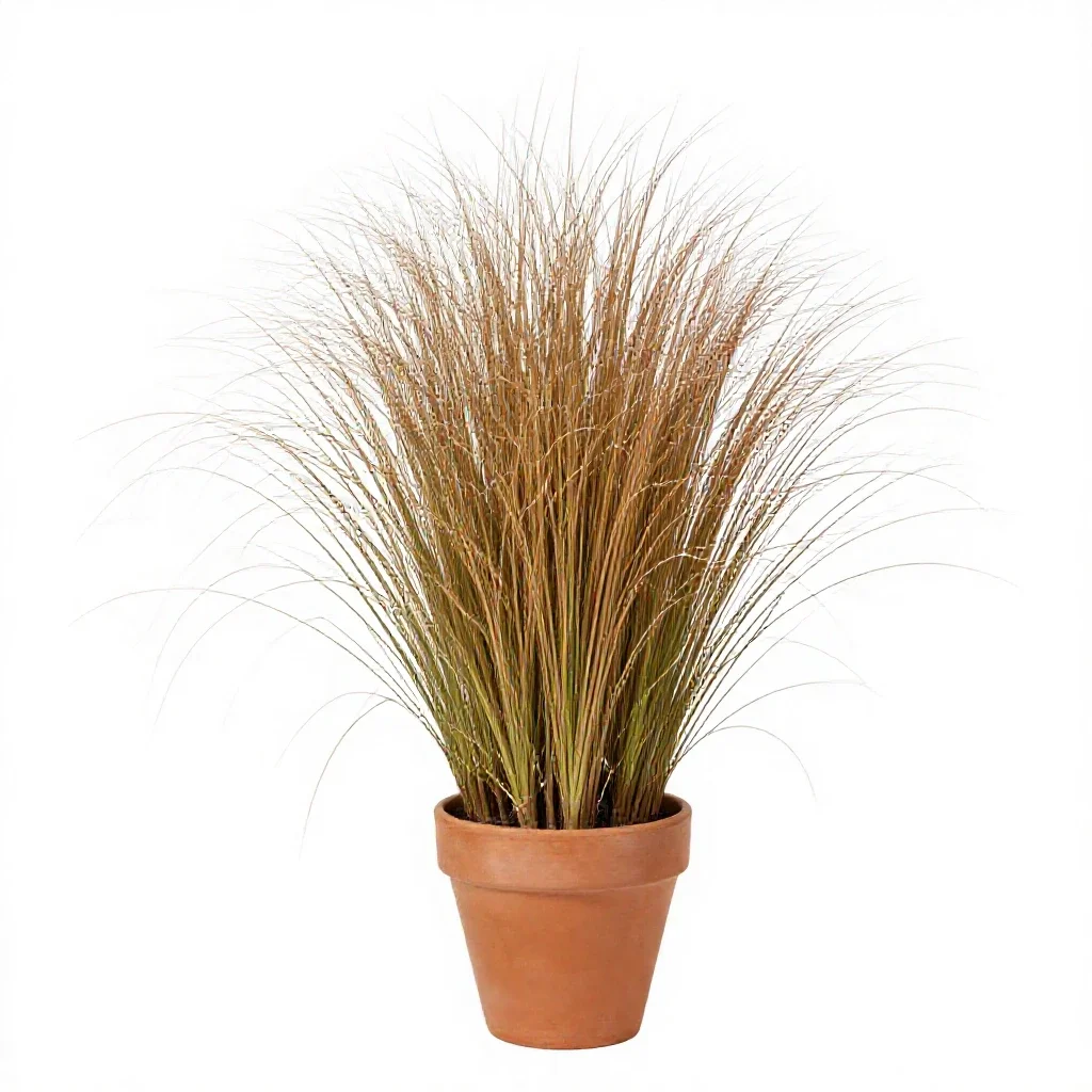 Broom beard grass isolated on a white background