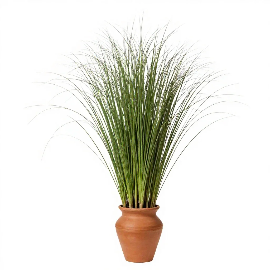 Broom grass isolated on a white background