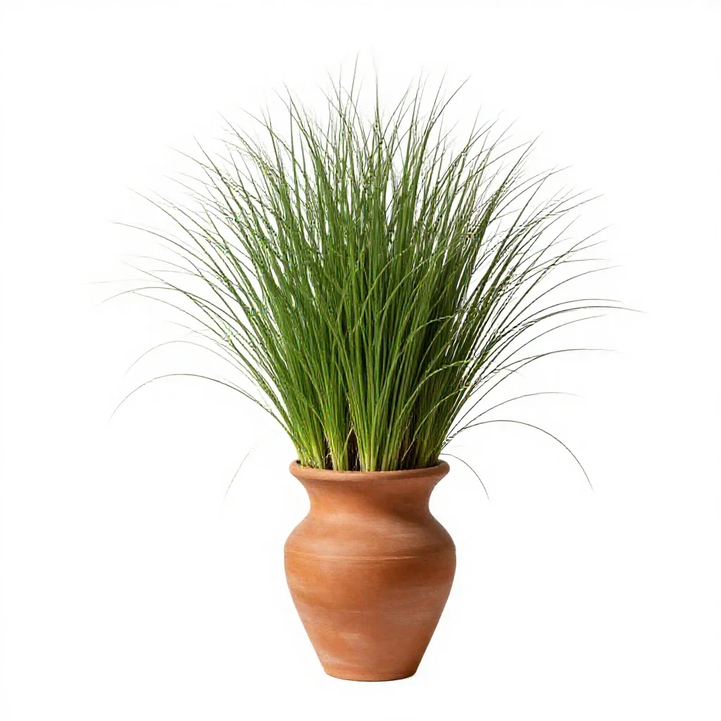 Buffalo grass isolated on a white background