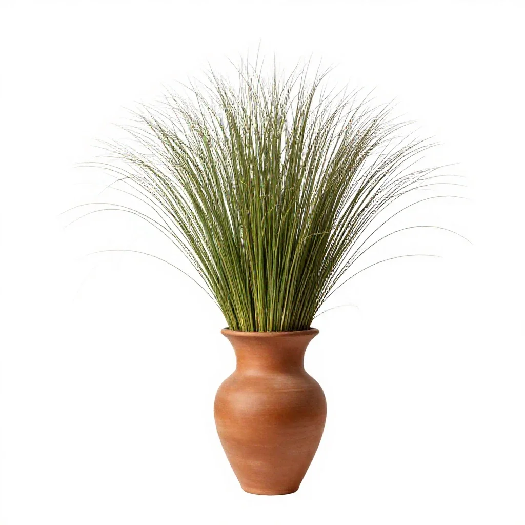 Buffel grass isolated on a white background