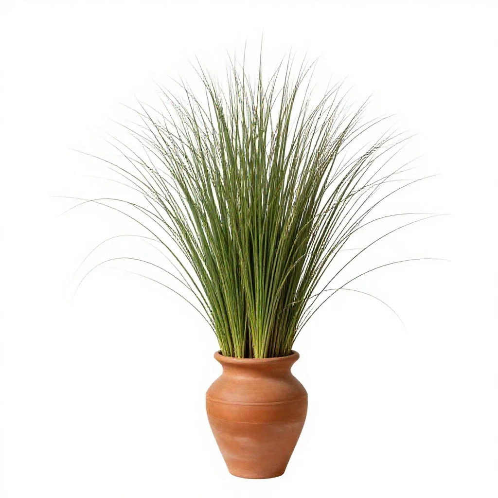 Bunchgrass isolated on a white background