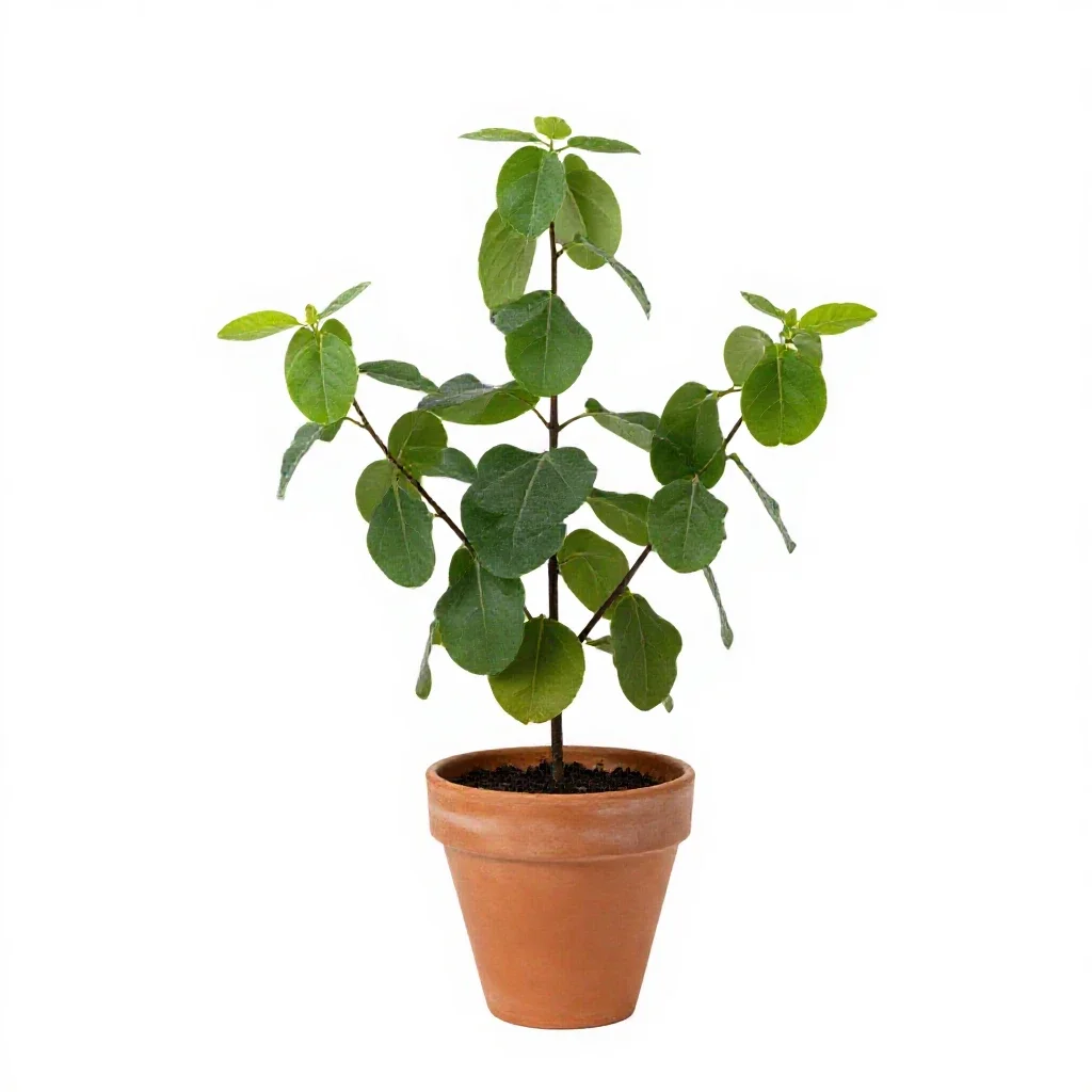 Burn plant isolated on a white background