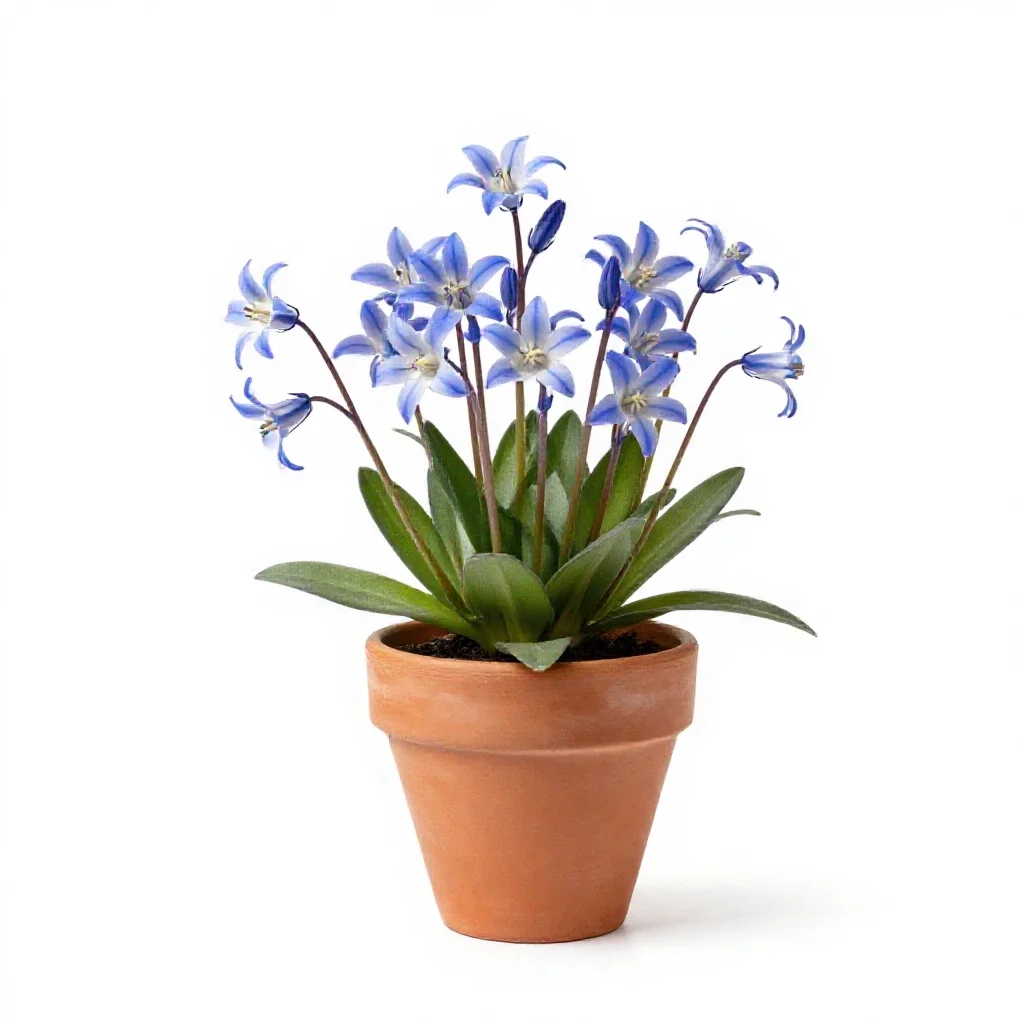 Campanula isolated on a white background