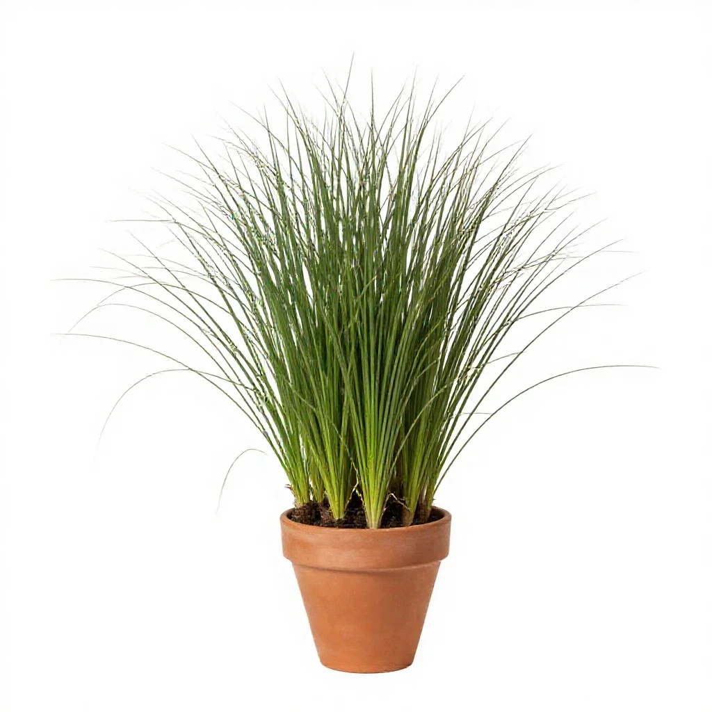 Canary grass isolated on a white background