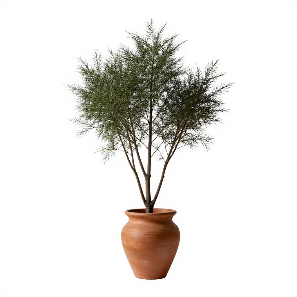 Candlewood isolated on a white background