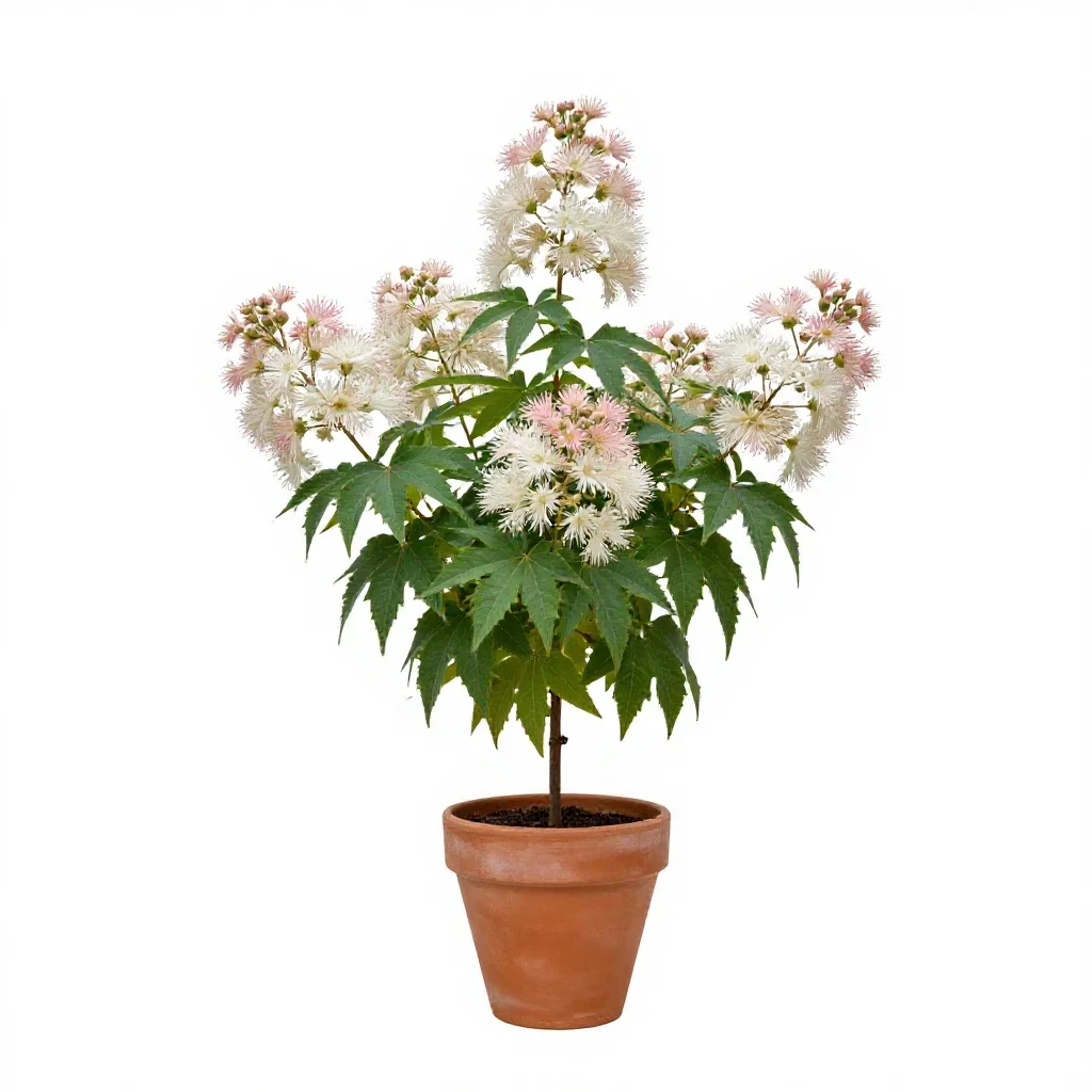 Climbing fumitory isolated on a white background