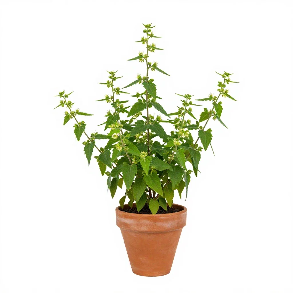 Climbing hempweed isolated on a white background