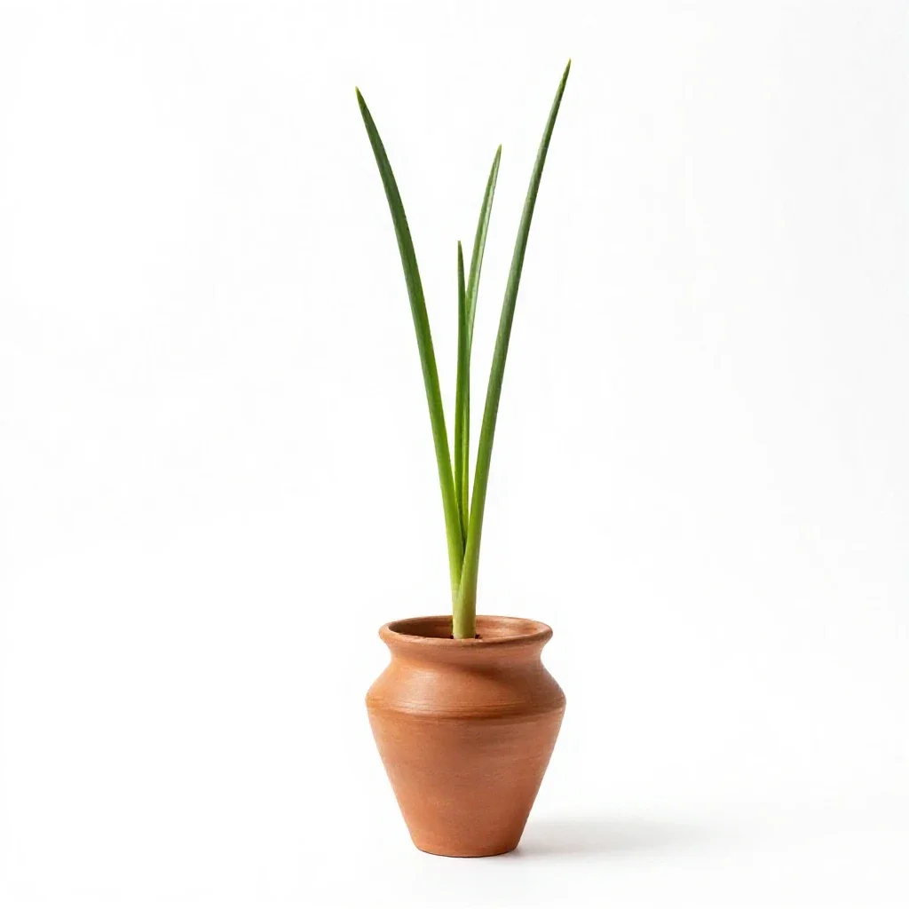 Common camas isolated on a white background