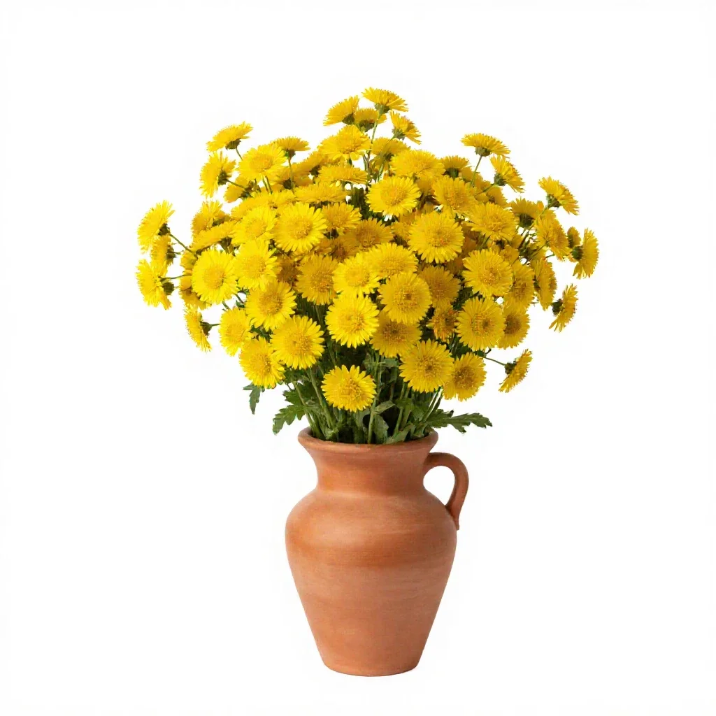 Common madia isolated on a white background