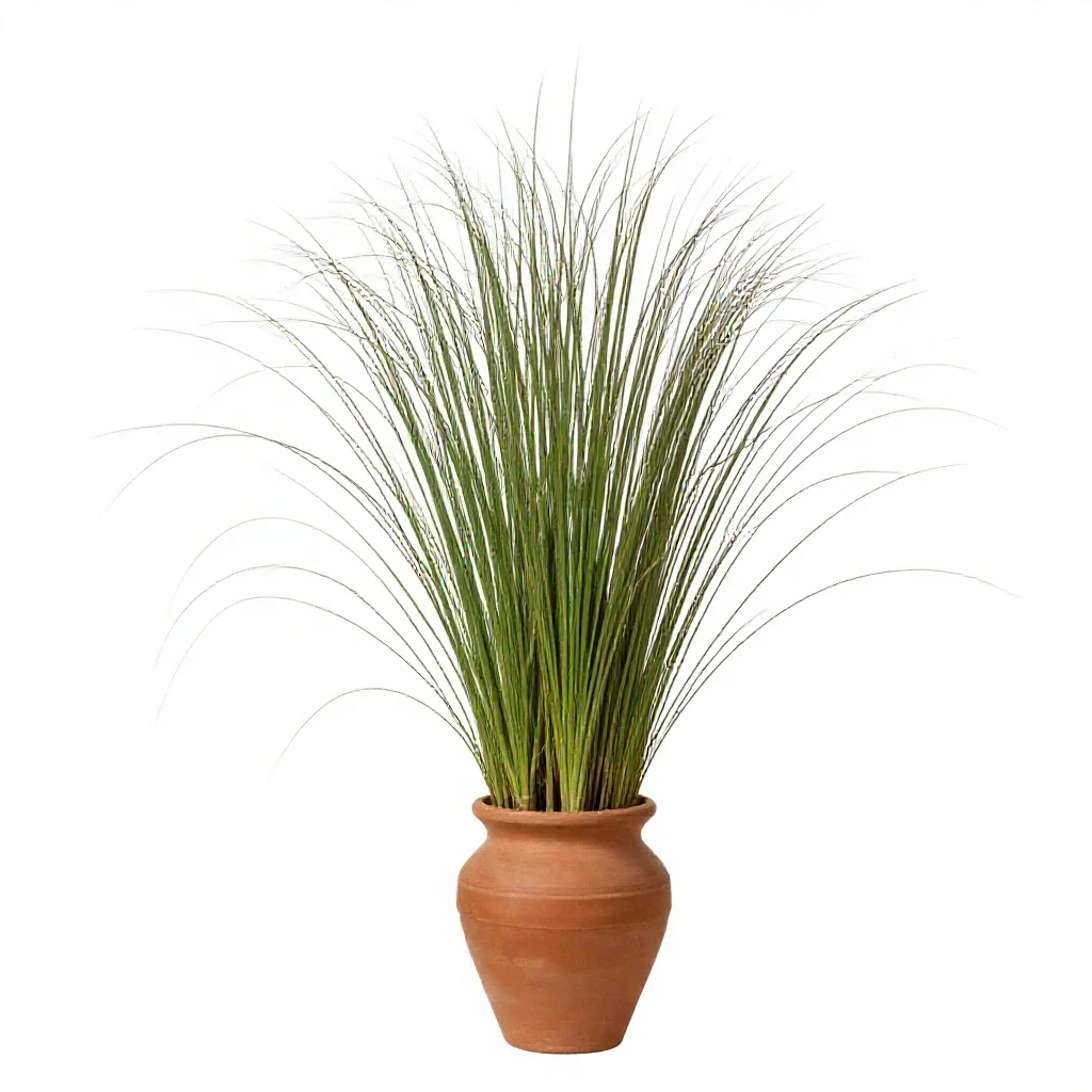 Cordgrass isolated on a white background