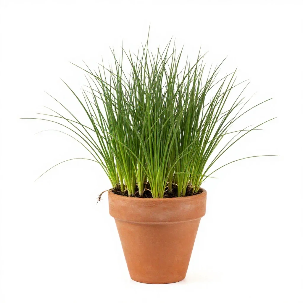 Crabgrass isolated on a white background