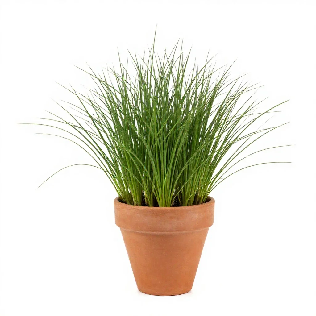 Creeping bent isolated on a white background