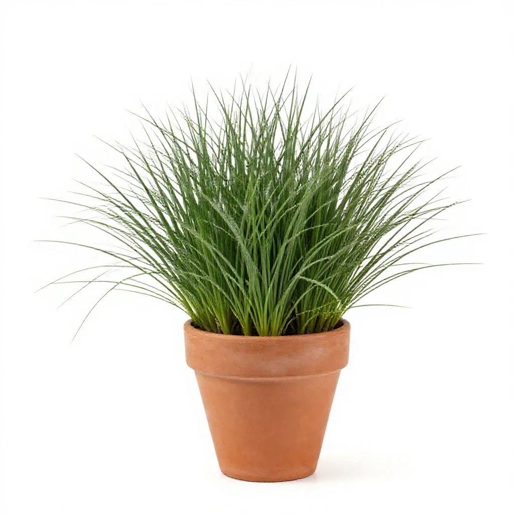 Creeping soft grass isolated on a white background