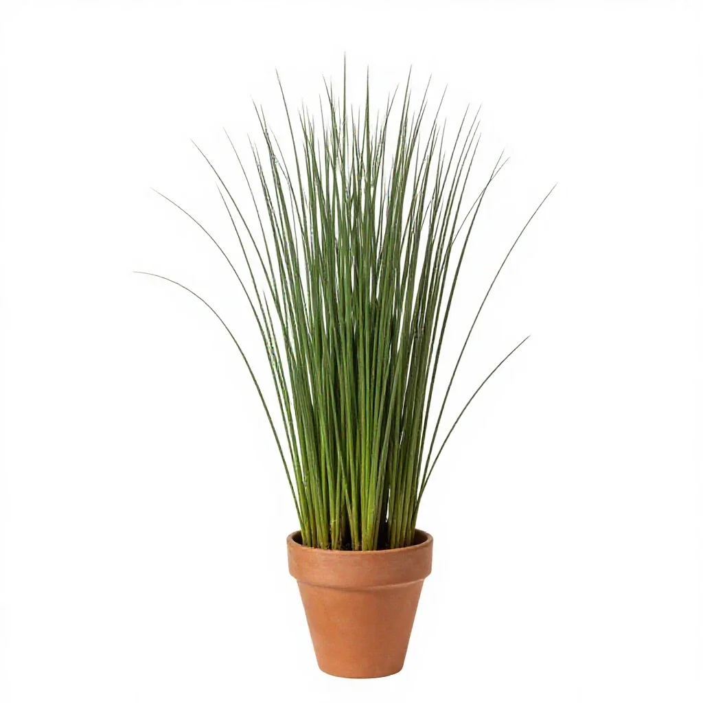 Creeping spike rush isolated on a white background