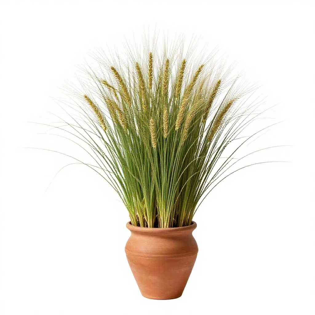 Crested wheatgrass isolated on a white background