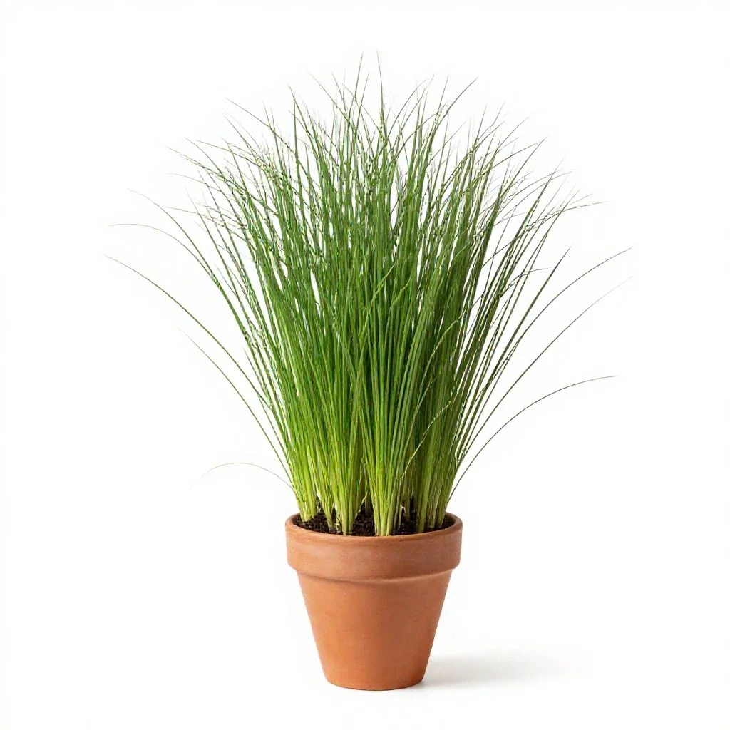 Dallisgrass isolated on a white background
