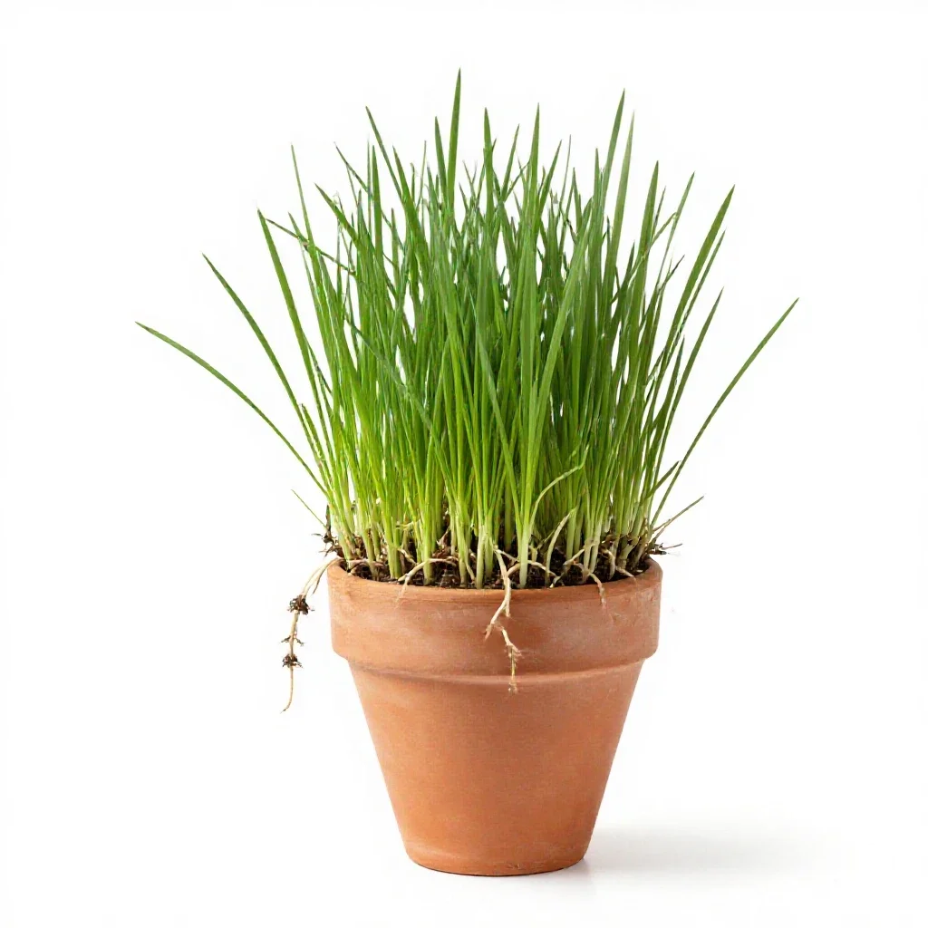 Dog grass isolated on a white background